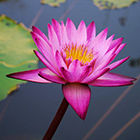 lotus small